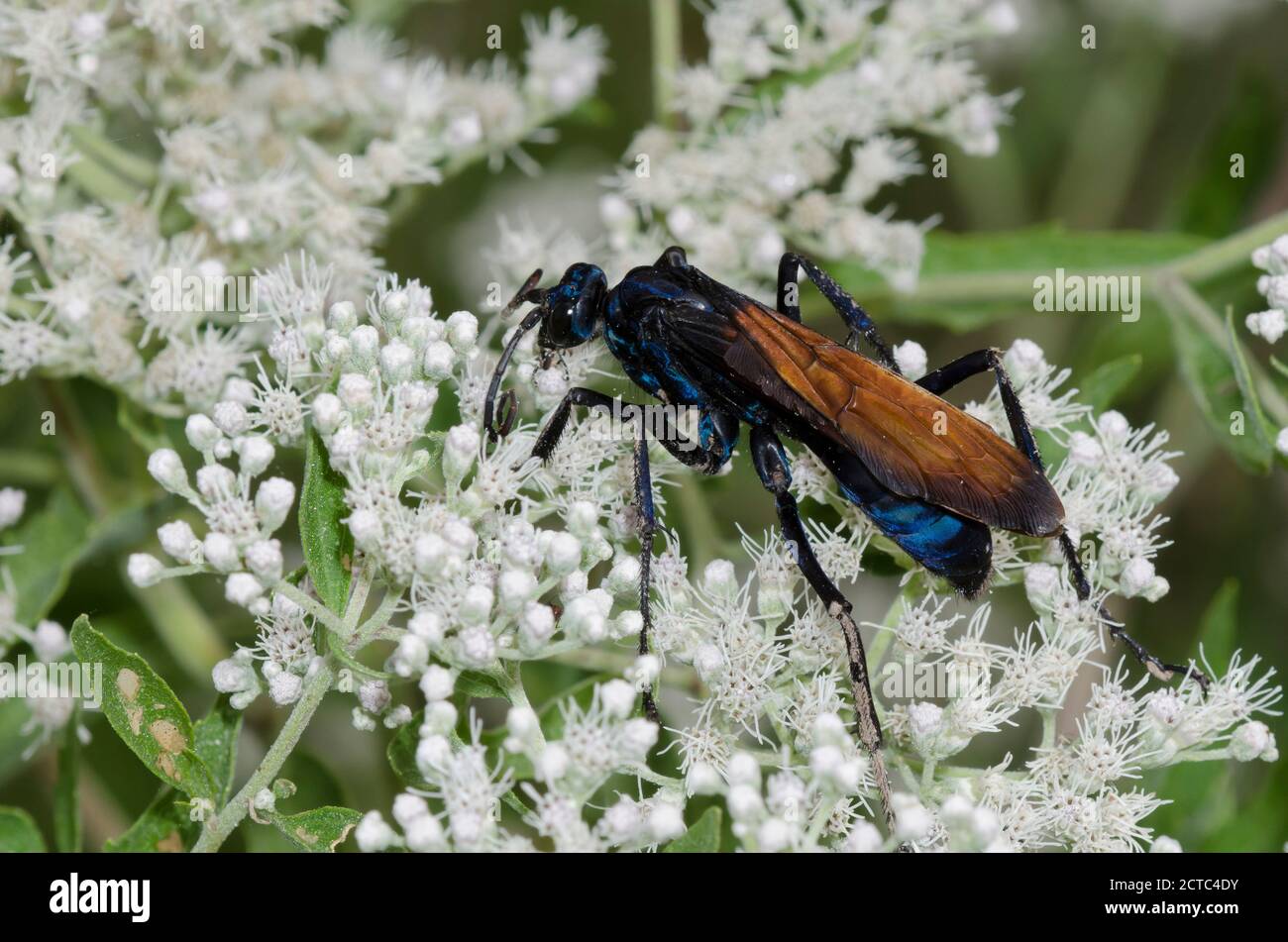 Tarantula Hawk, Pepsis sp., Nahrungssuche auf Latehohling-Vollkrautkraut, Eupatorium serotinum Stockfoto