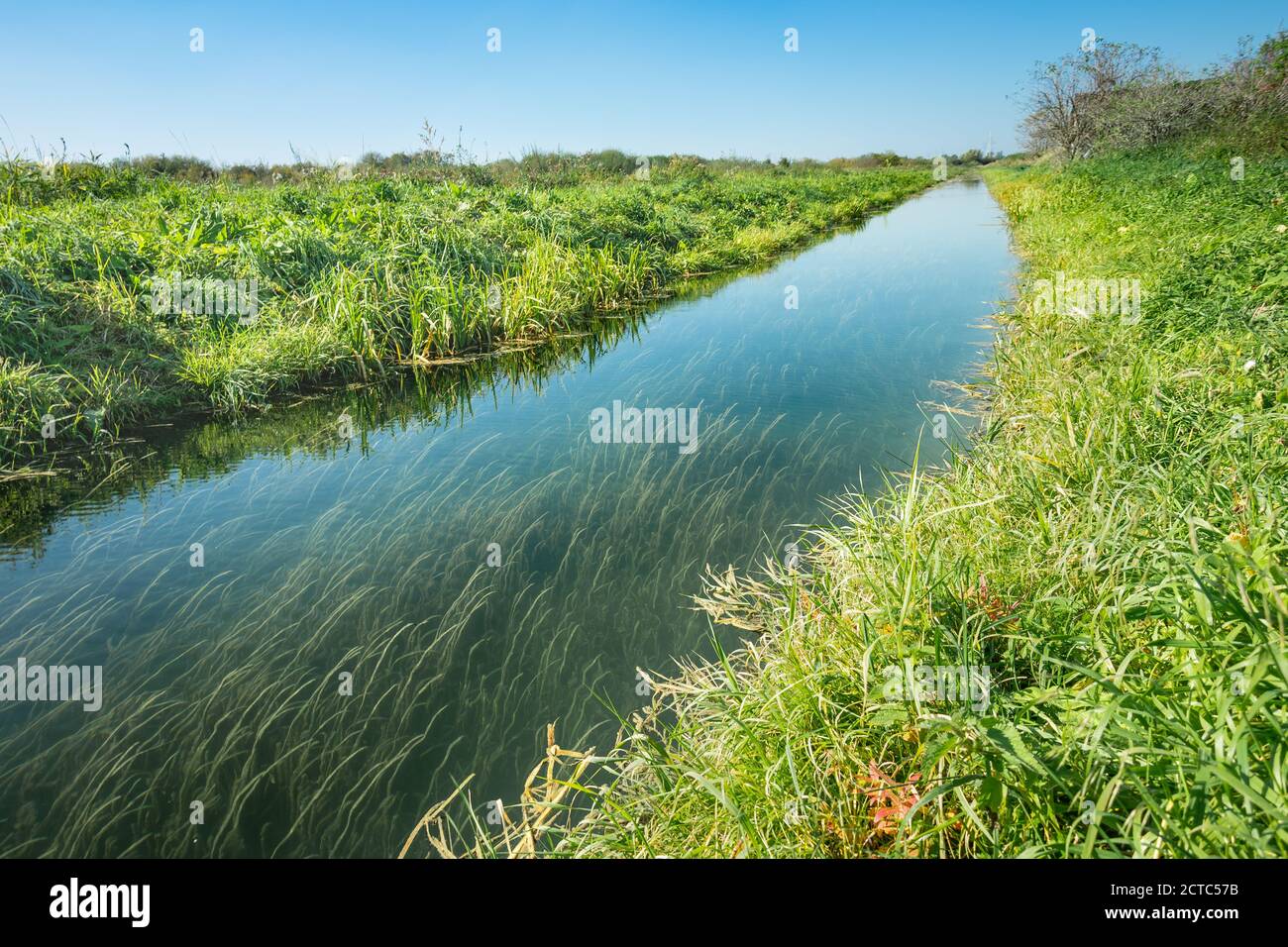 Kleiner Fluss und Pflanzen, die bis zum Boden wachsen Stockfoto