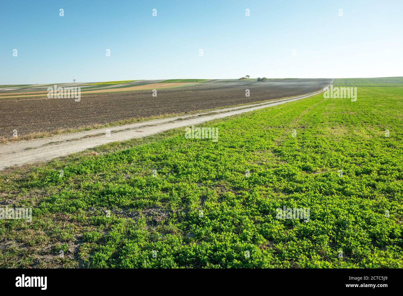 Grünes Kleeblatt Feld, lange Feldweg und gepflügten Feld Stockfoto
