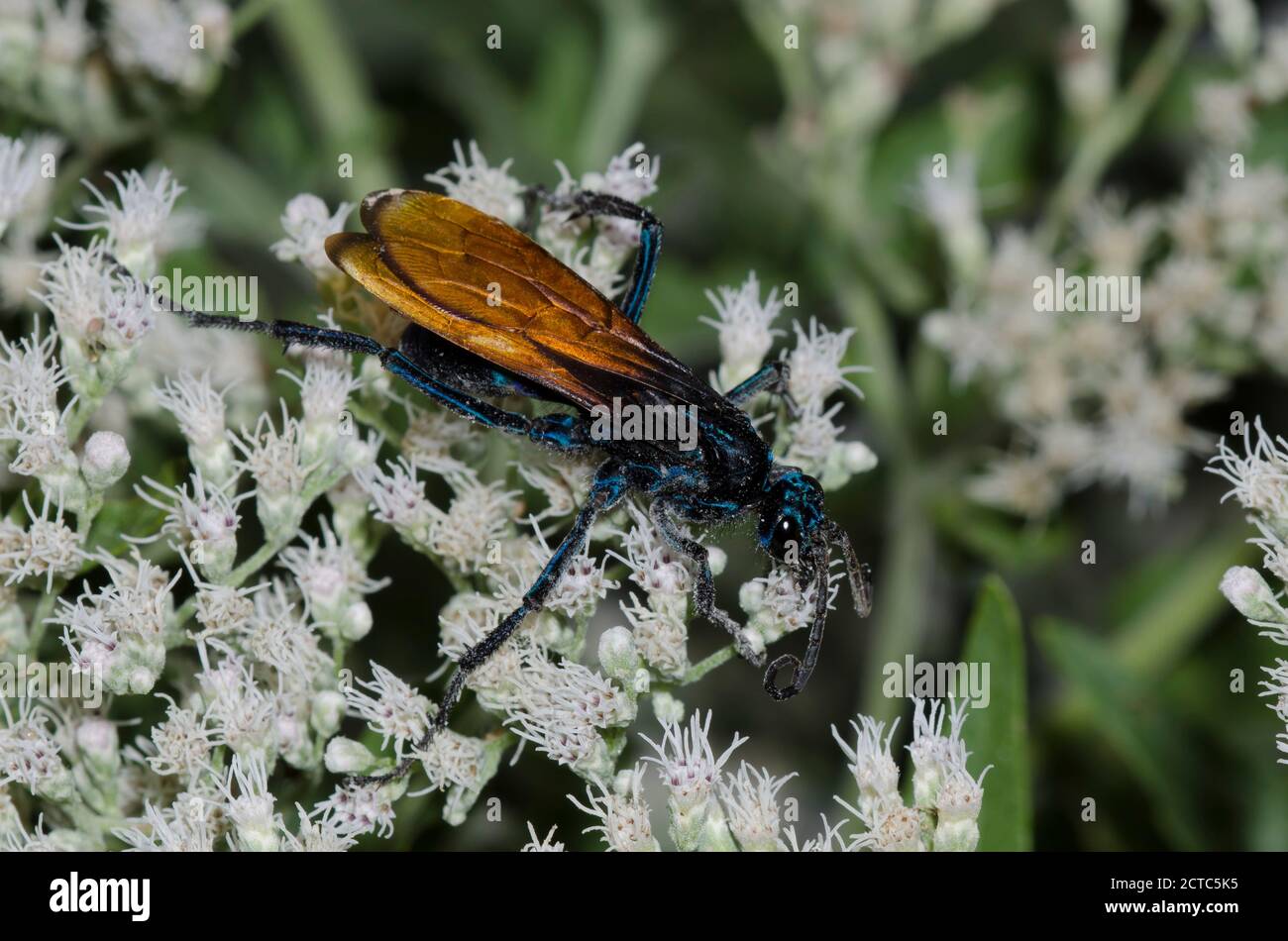 Tarantula Hawk, Pepsis sp., Nahrungssuche auf Latehohling-Vollkrautkraut, Eupatorium serotinum Stockfoto