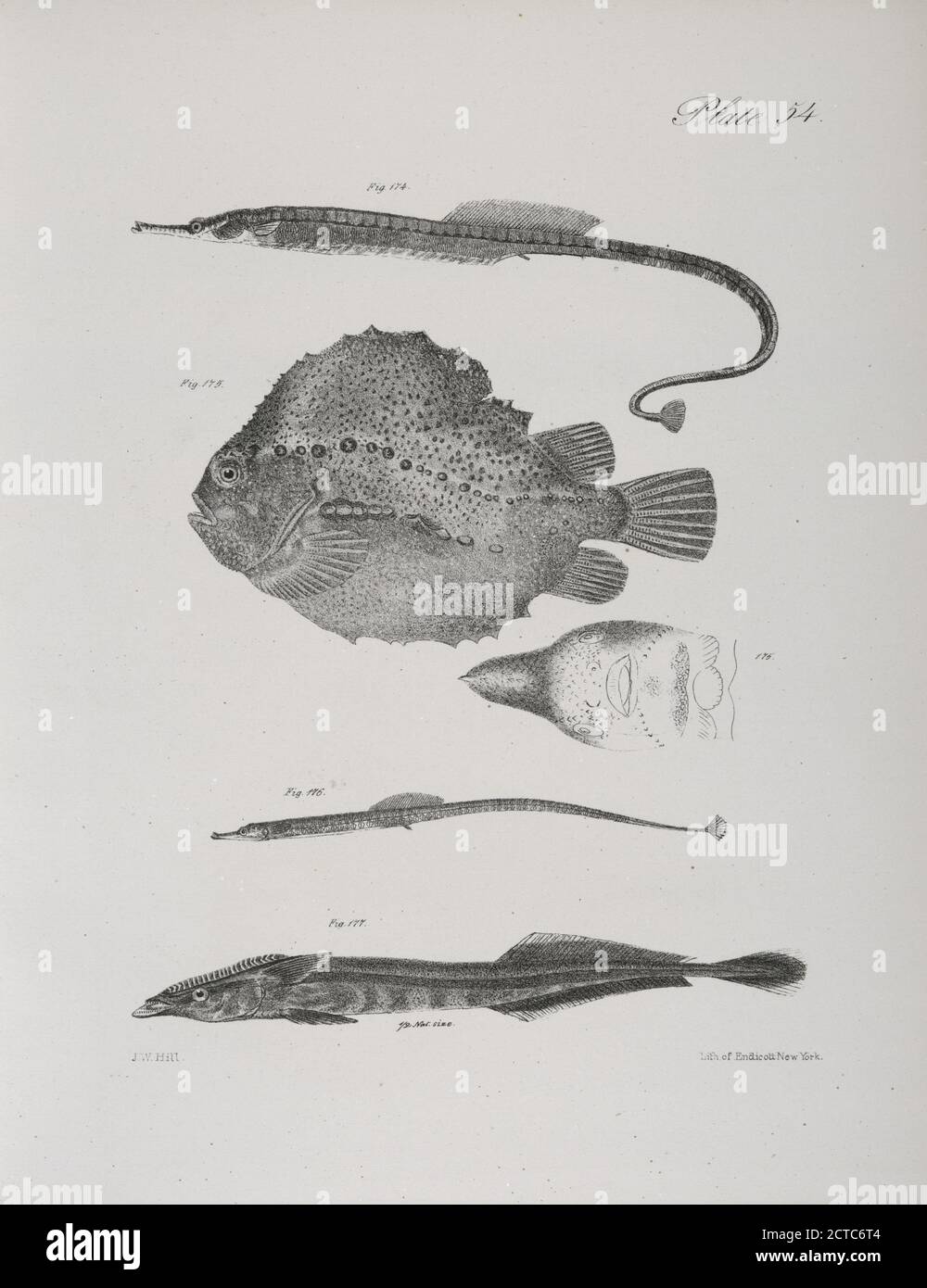 174. Der gebänderte Rohrfisch (Syngnathus fasciatus). 175. Der Klumpenfisch (Lumpus anglorum). Ansicht der Unterseite des gleichen. 176. Der Grüne Rohrfisch (Syngnathus viridescens). 177. Die Weißschwanzremora (Ekeneis albicauda)., Standbild, Druckgrafiken, 1842 - 1844, De Kay, James E. (James Ellsworth), 1792-1851 Stockfoto