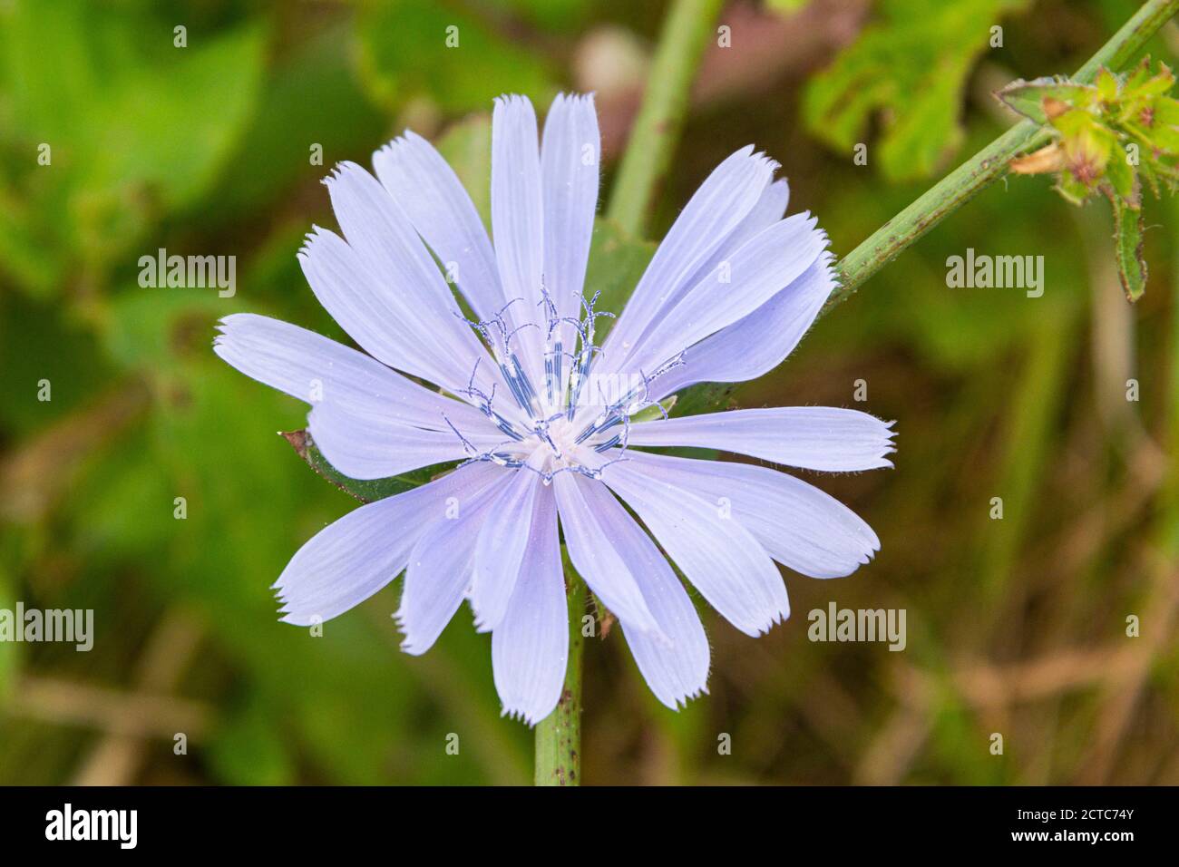 Die Blume eines Zichoriums (Cichorium intybus) Stockfoto