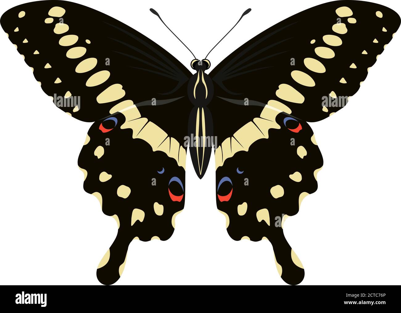 Papilio lormieri Schmetterling (Central Emperor Swallowtail) Vektorgrafik Stock Vektor