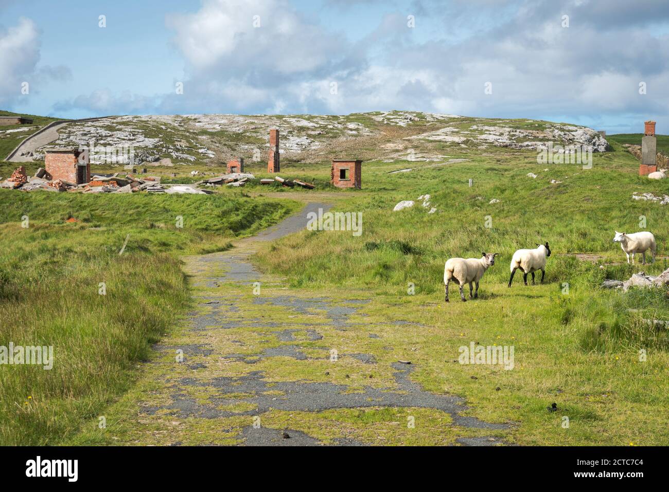 Schafgraten an den Ruinen des Lenan Head Fort an der Nordküste der Grafschaft Donegal Irland. Es wurde verwendet, um Lough Swilly zu bewachen Stockfoto