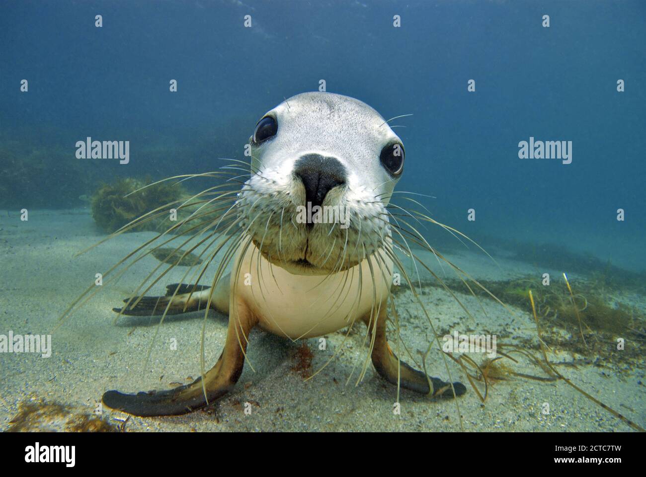 Ein Unterwasserporträt eines australischen Seelöwen, der in das Kameraobjektiv starrt. Stockfoto