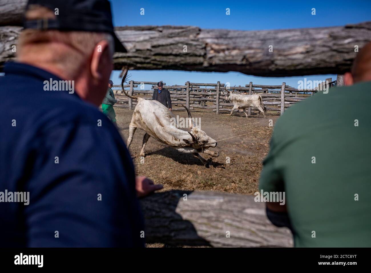 Shepherd versucht, das graue Vieh auf dem Land zu zähmen Ungarn Stockfoto