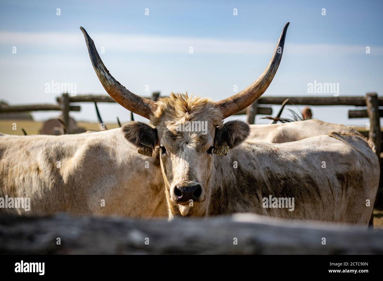 Grauvieh aus dem ländlichen Ungarn Stockfoto