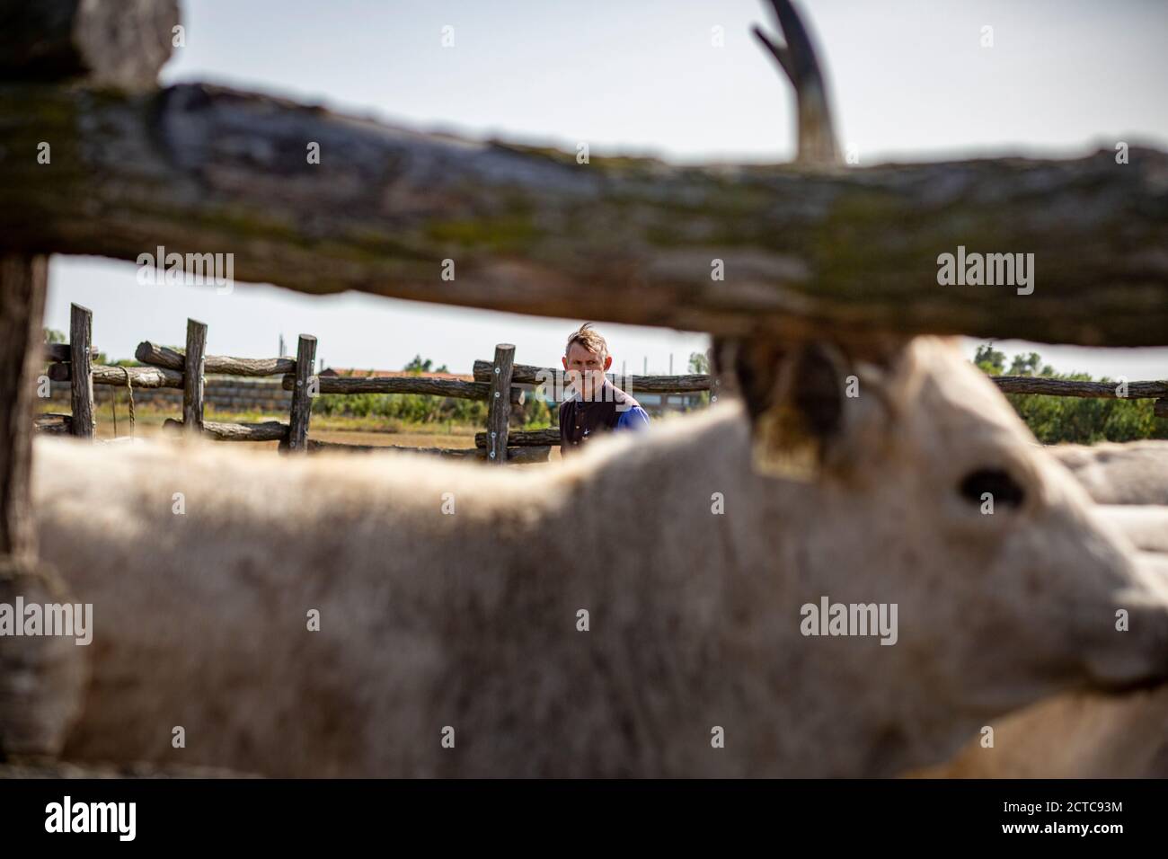 Hirte mit Grauvieh im ländlichen Ungarn Stockfoto
