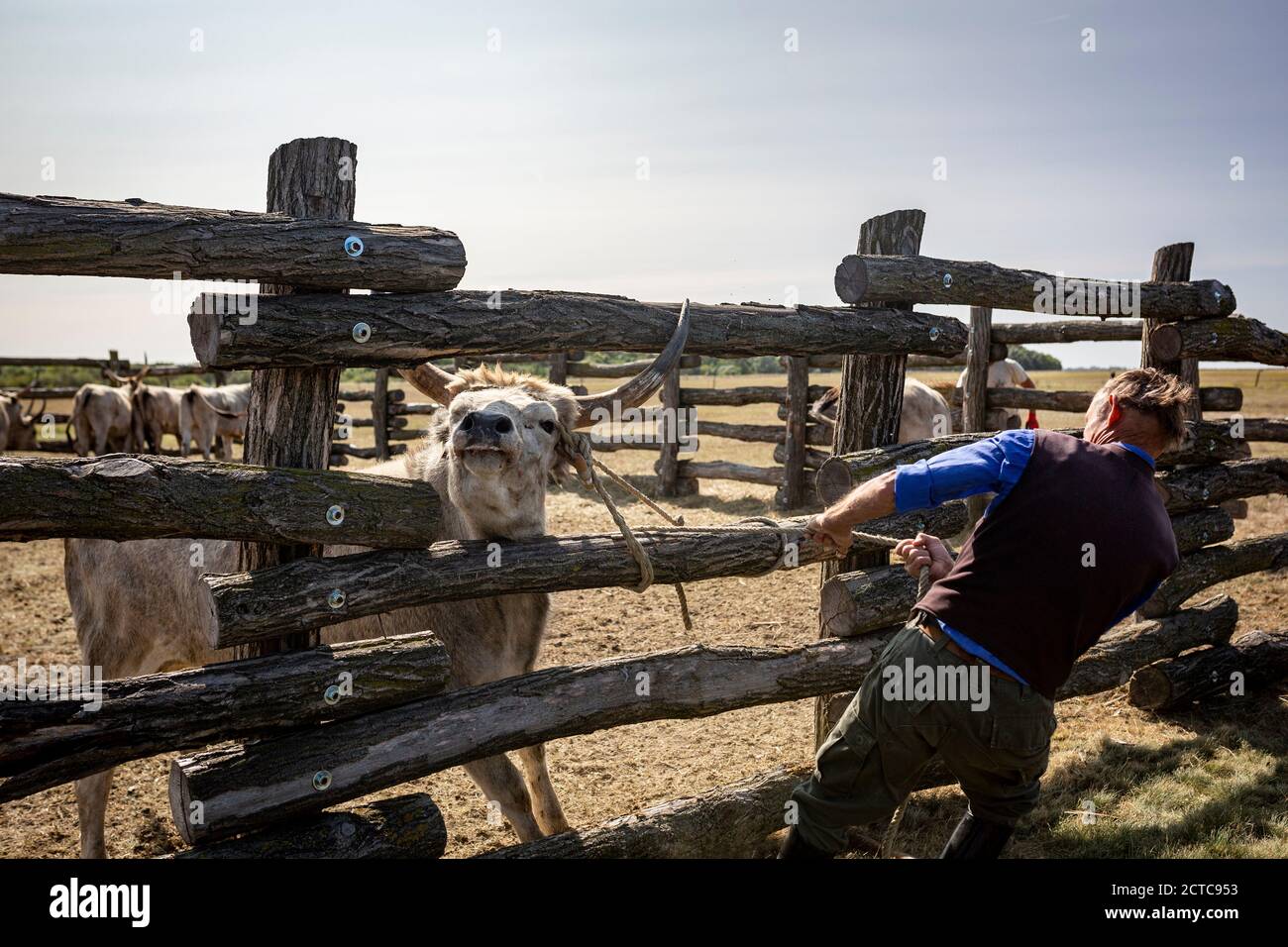 Shepherd versucht hart, das graue Vieh an zu binden Die Pole im ländlichen Ungarn Stockfoto