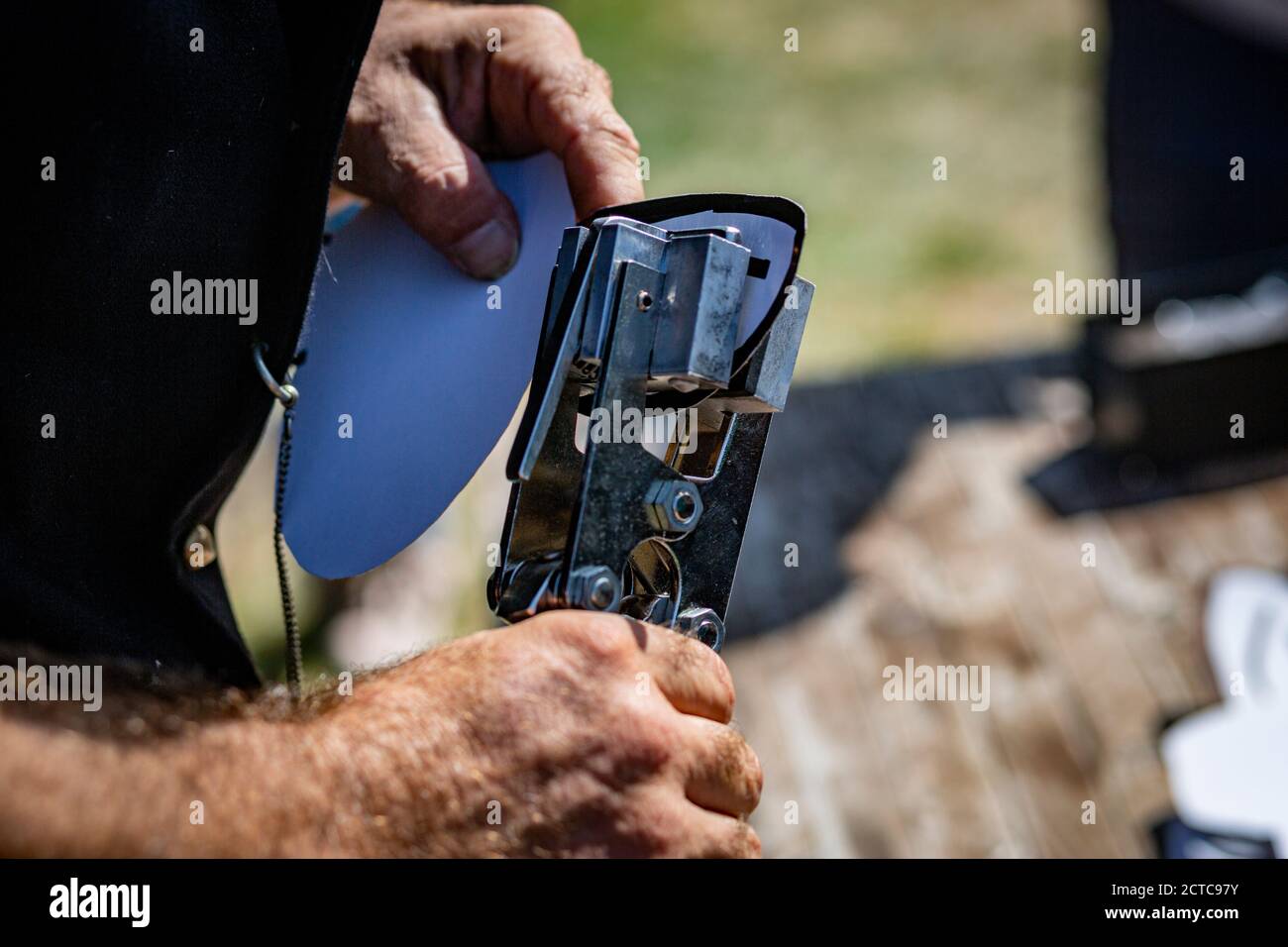 Shepherd zeigt das Ohr-Tattoo für graue Rinder Der jährliche Hirtenwettbewerb im ländlichen Ungarn Stockfoto
