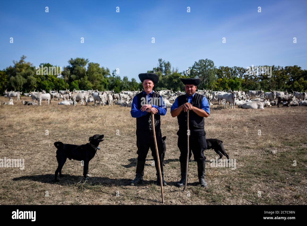 Zwei Hirten stehen vor dem grauen Vieh mit Ihre Hunde im ländlichen Ungarn Stockfoto
