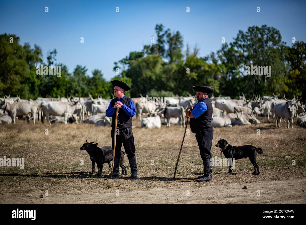 Zwei Hirten stehen vor dem grauen Vieh mit Ihre Hunde im ländlichen Ungarn Stockfoto