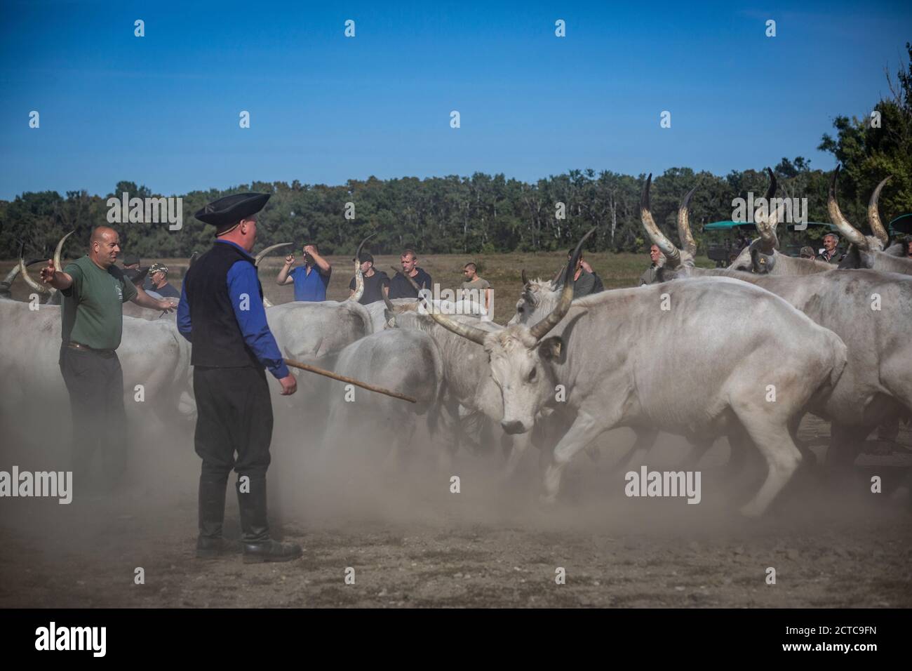 Hirten, die versuchen, das graue Vieh in eine andere Richtung umzuleiten Im ländlichen Ungarn Stockfoto