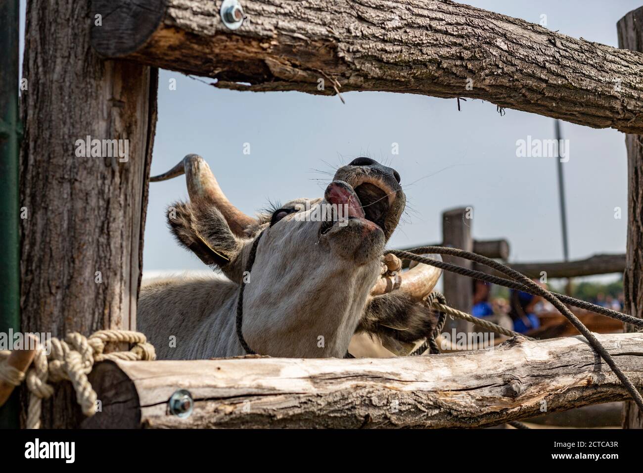 Graue Rinder im ländlichen Ungarn Stockfoto