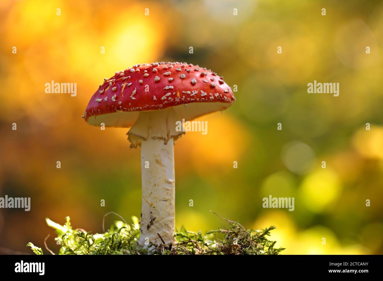 Eine schöne rote Fliege Agaric mit hellen und lebendigen gelb Hintergrund Stockfoto