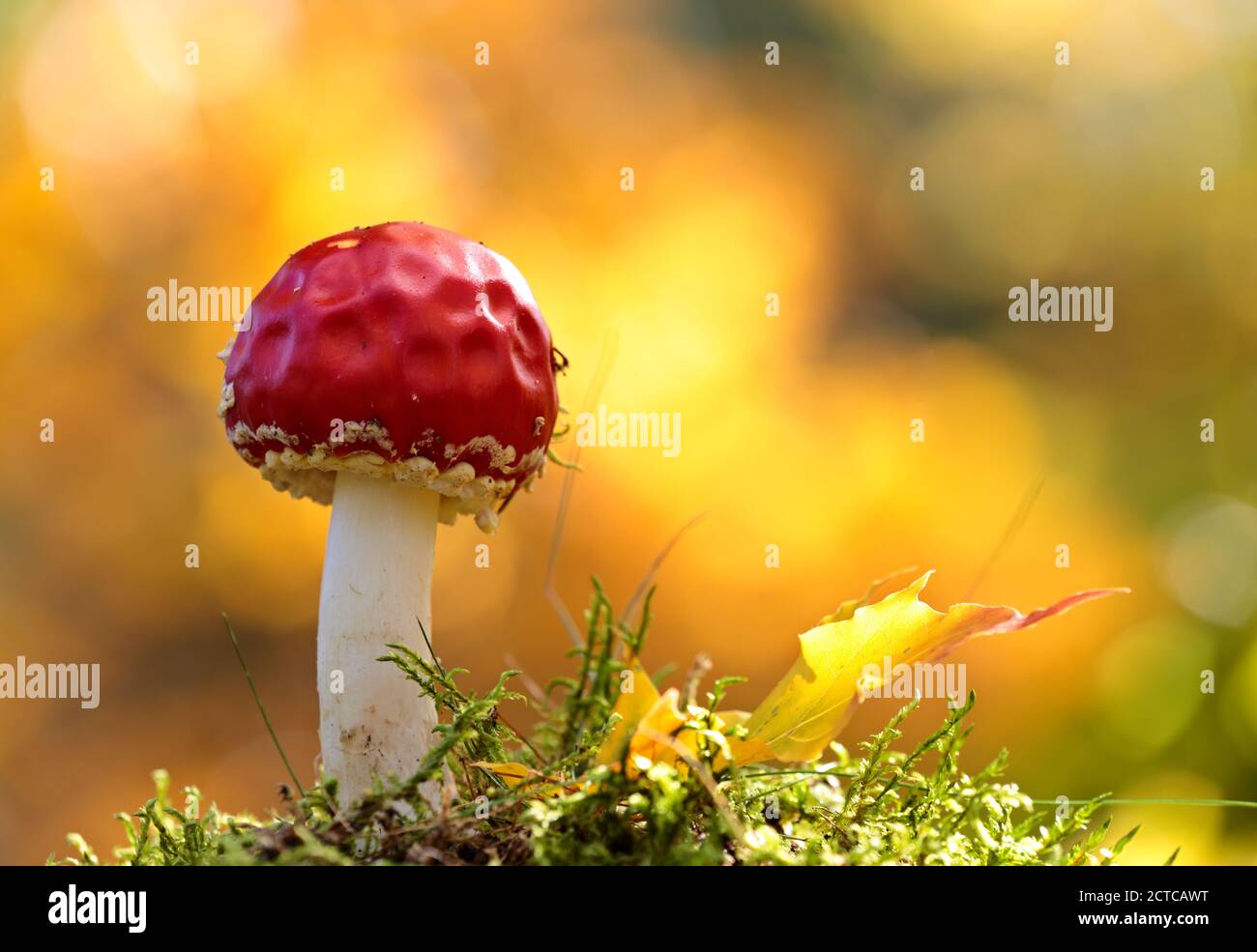 Eine schöne rote Fliege Agaric mit hellen und lebendigen gelb Hintergrund Stockfoto