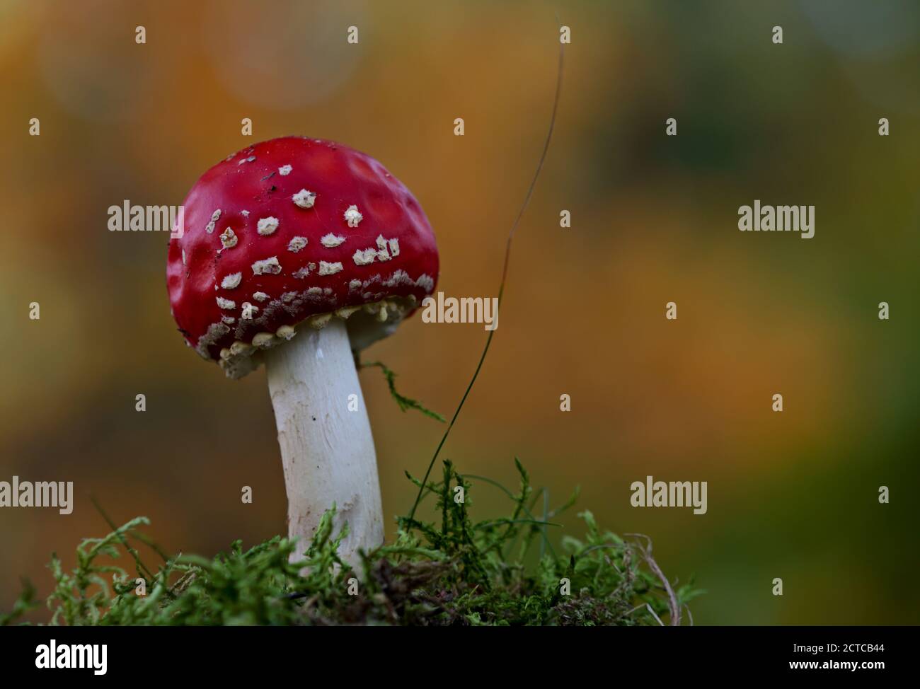 Eine schöne rote Fliege Agaric mit hellen und lebendigen gelb Hintergrund Stockfoto