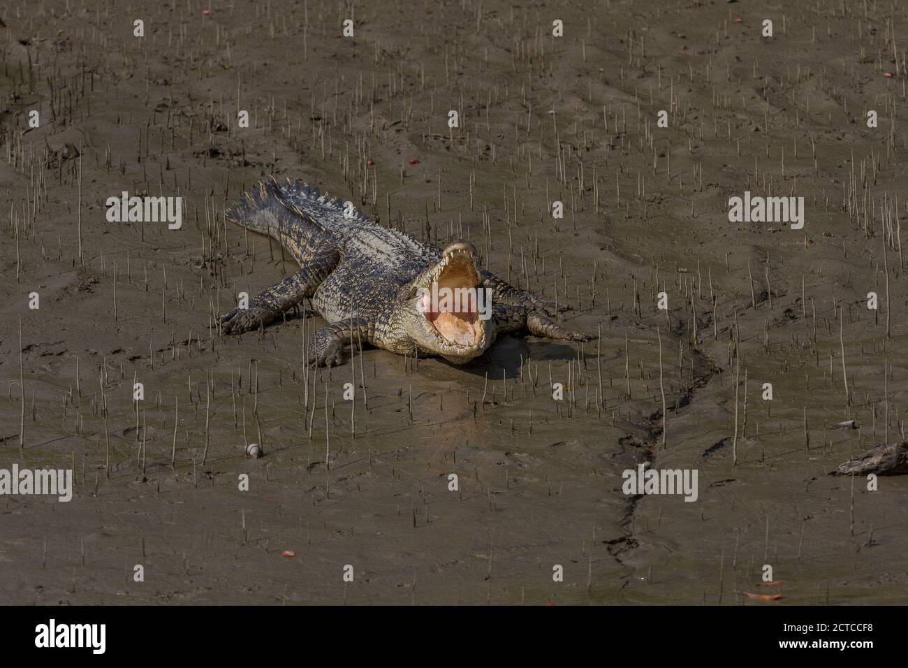 Junge Salzwasser-Krokodile sonnen sich mit offenem Mund auf dem Watt des Sundarban National Park, West Bengalen, Indien Stockfoto