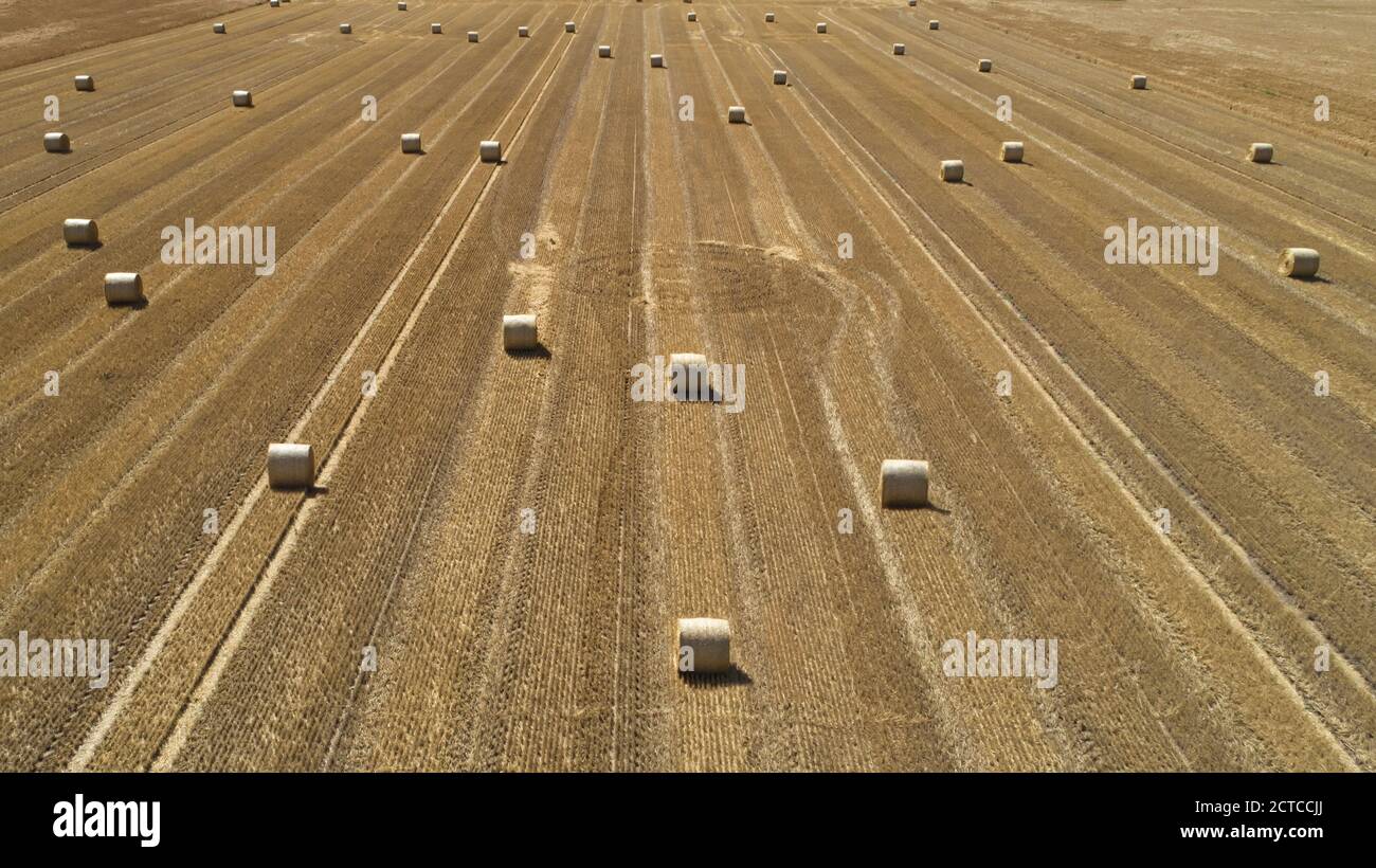 Luftaufnahme von Strohballen auf einem geernteten Weizenfeld, Schwaben, Bayern, Deutschland, Europa Stockfoto