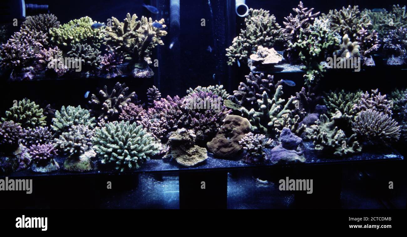 Steinkorallen (Scleractinia) zum Verkauf im Aquarium Shop Stockfoto