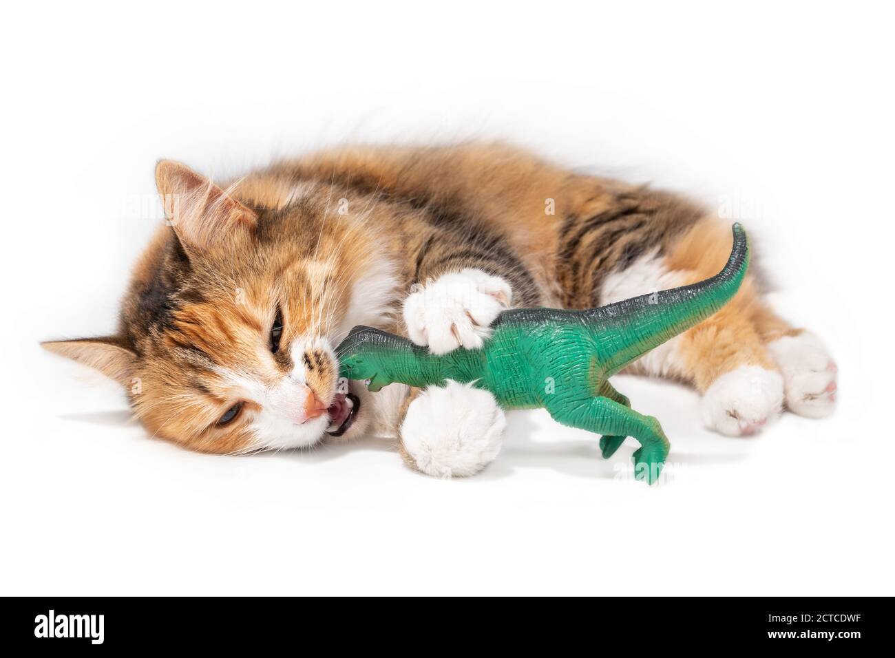 Katze gegen Dinosaurier. Eine orange weiße lange Haare flauschige Kitty liegt seitlich mit einem großen grünen Kunststoff-Spielzeug im Mund. Stockfoto