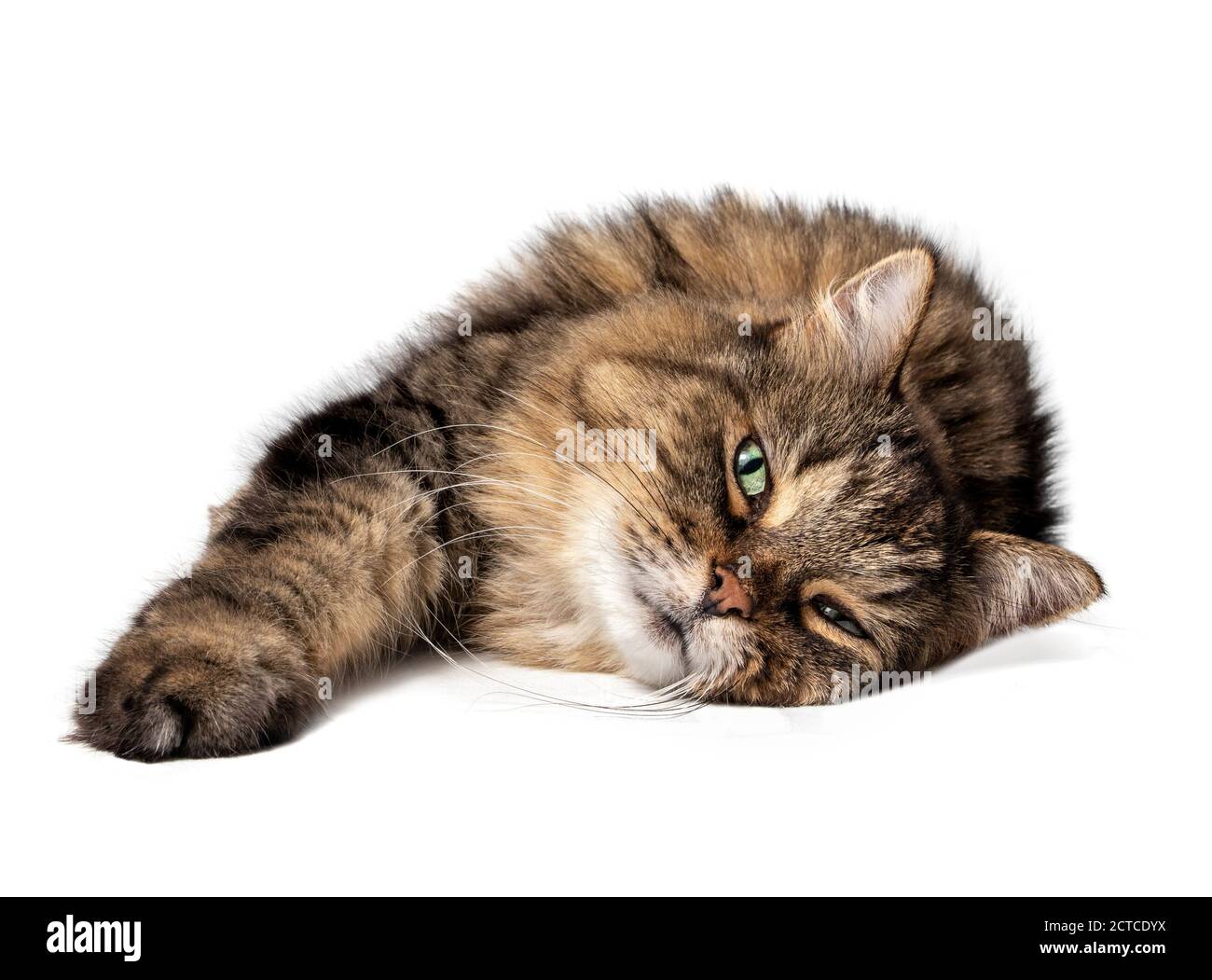 Lange Haare gestromte Katze mit schönen grünen Augen und langen Schnurrhaaren, seitlich liegend. Gestreckt und entspannt Senior Katze (14 Jahre) genießen live. Stockfoto