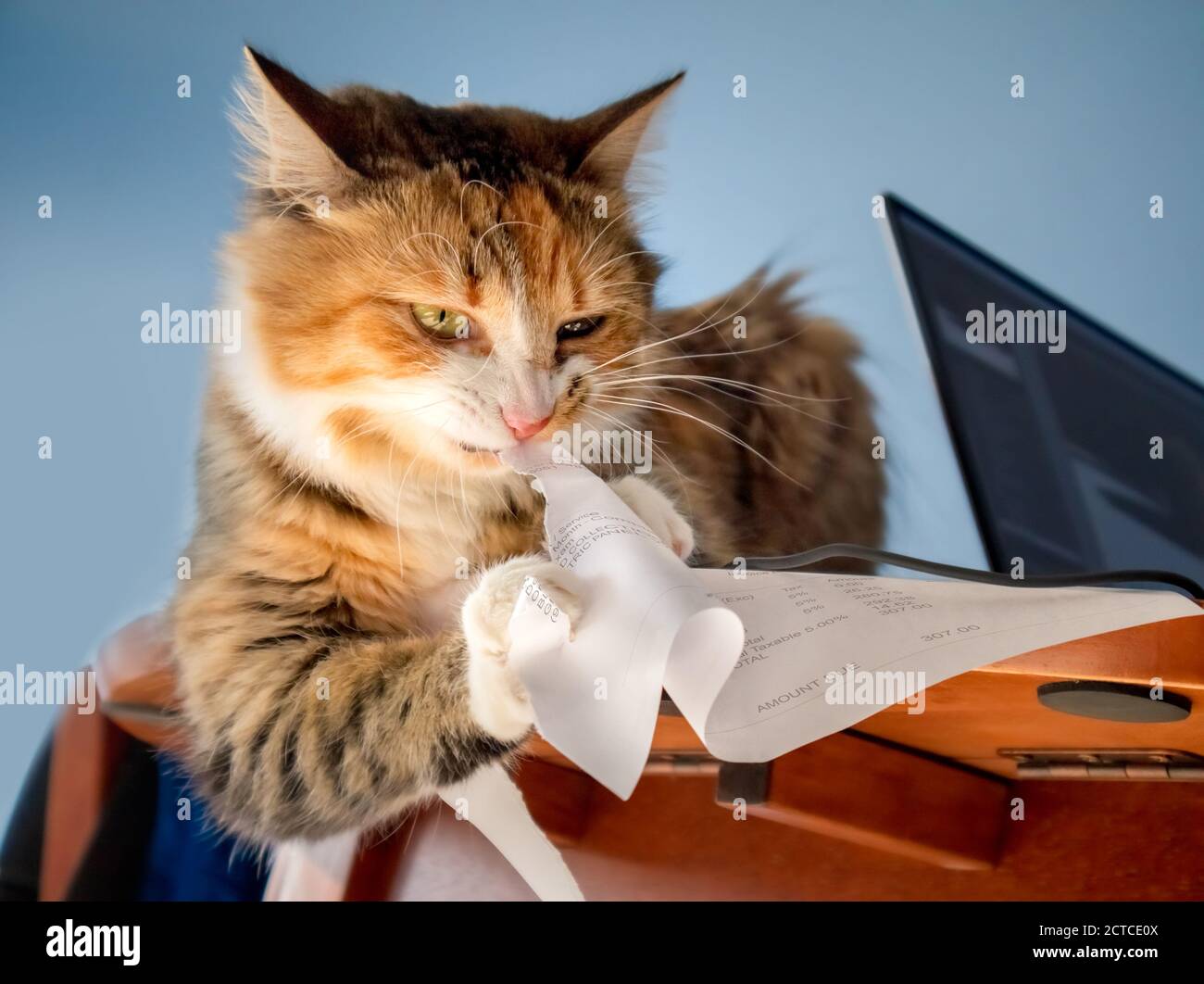 Rechnung zum Zerkleinern von Katzenkatzen. Konzept für: Keine Rechnungen mehr. Umweltfreundlicher Papierzerkleinerer. Katze sitzt auf dem Tisch, während sie Papier isst. Stockfoto