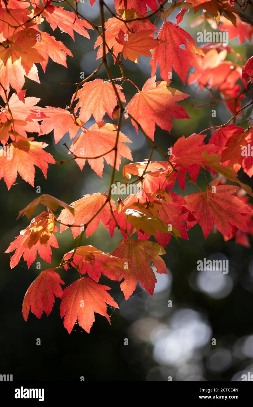 Hintergrundbeleuchtetes Ahornblatt in herbstlichen Farbtönen, England, UK Stockfoto