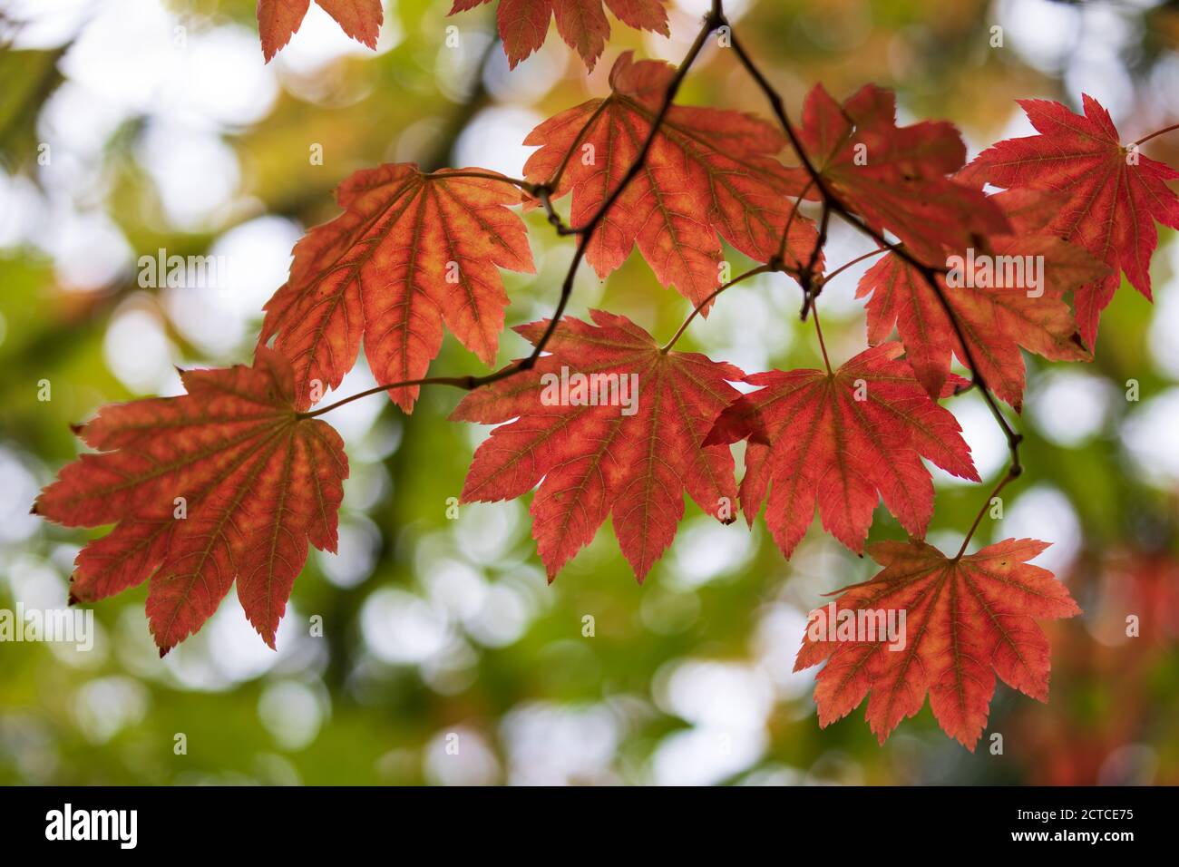 Hintergrundbeleuchtetes Ahornblatt in herbstlichen Farbtönen, England, UK Stockfoto