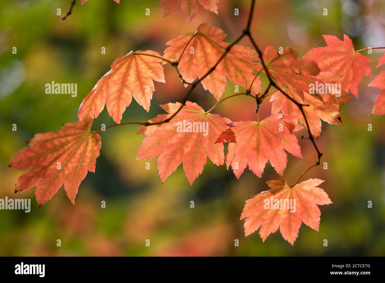 Hintergrundbeleuchtetes Ahornblatt in herbstlichen Farbtönen, England, UK Stockfoto