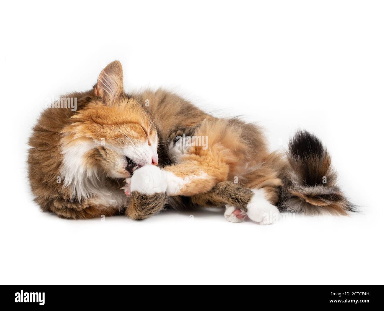 Entzückende Katze, die sich selbst putzt, seitlich liegend. Ganzkörperportrait einer entspannten bunten Kitty, die ihre Pfote leckt, während sie ihren Schwanz führt. Stockfoto