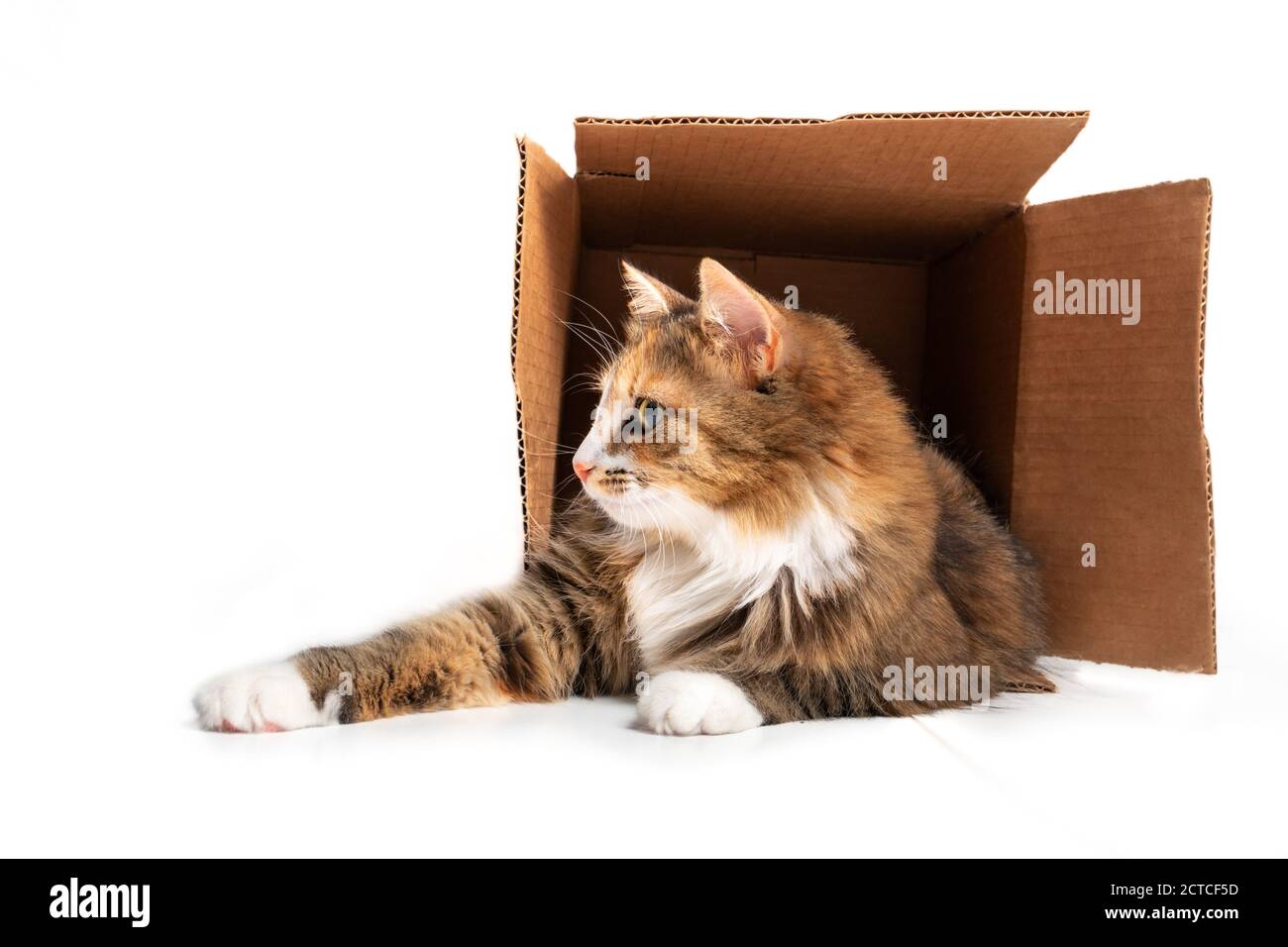 Katze im Karton. Die verspielte Katze liegt mit ausgestreckten Pfoten in der Box. 1 Jahr alte weibliche lange Haare calico oder torbie Katze. Konzept für Stockfoto