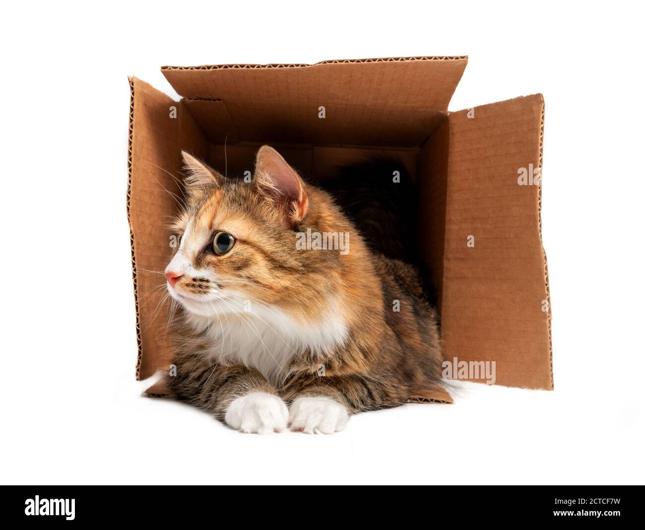 Katze im Karton. Vorderansicht der flauschigen Katze liegend mit dem ganzen Körper in der Box. 1 Jahr alte weibliche lange Haare calico oder torbie Katze. Stockfoto