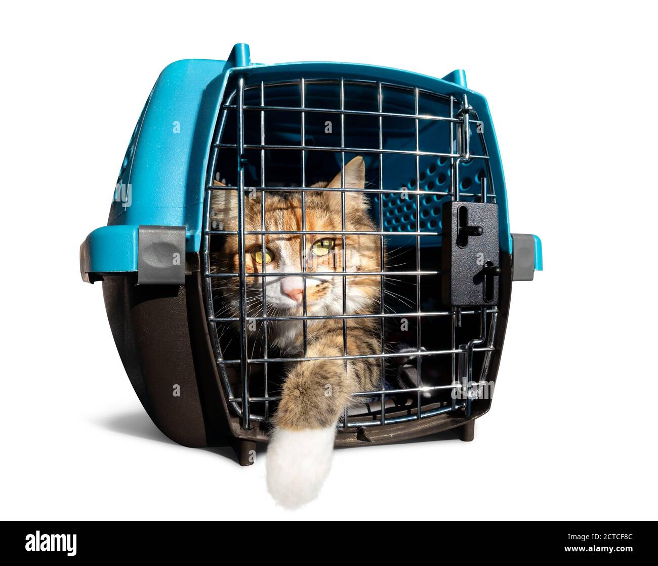 Katze in Transportbox mit einer Pfote. Junge Calico oder Torbie Kitten in einem Zwinger. Isoliert auf Weiß. Stockfoto