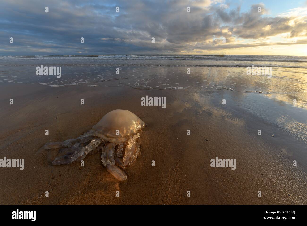 Quallen an einem Strand an der Atlantikküste an der atlantikküste in Frankreich aufgespült. Stockfoto