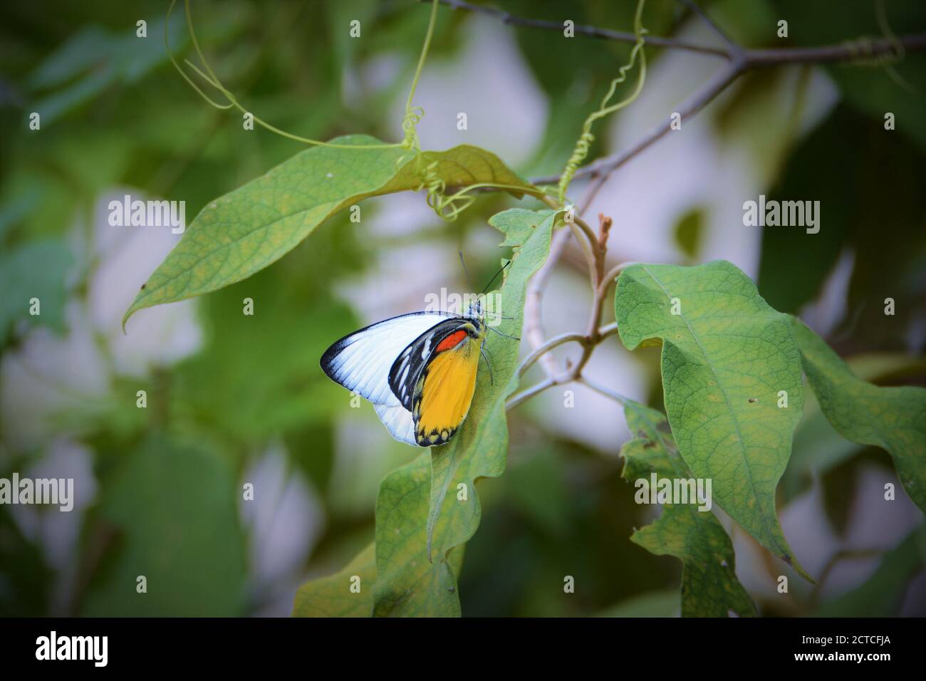 Schöne Schmetterling weiß, gelb und schwarz bunt Stockfoto
