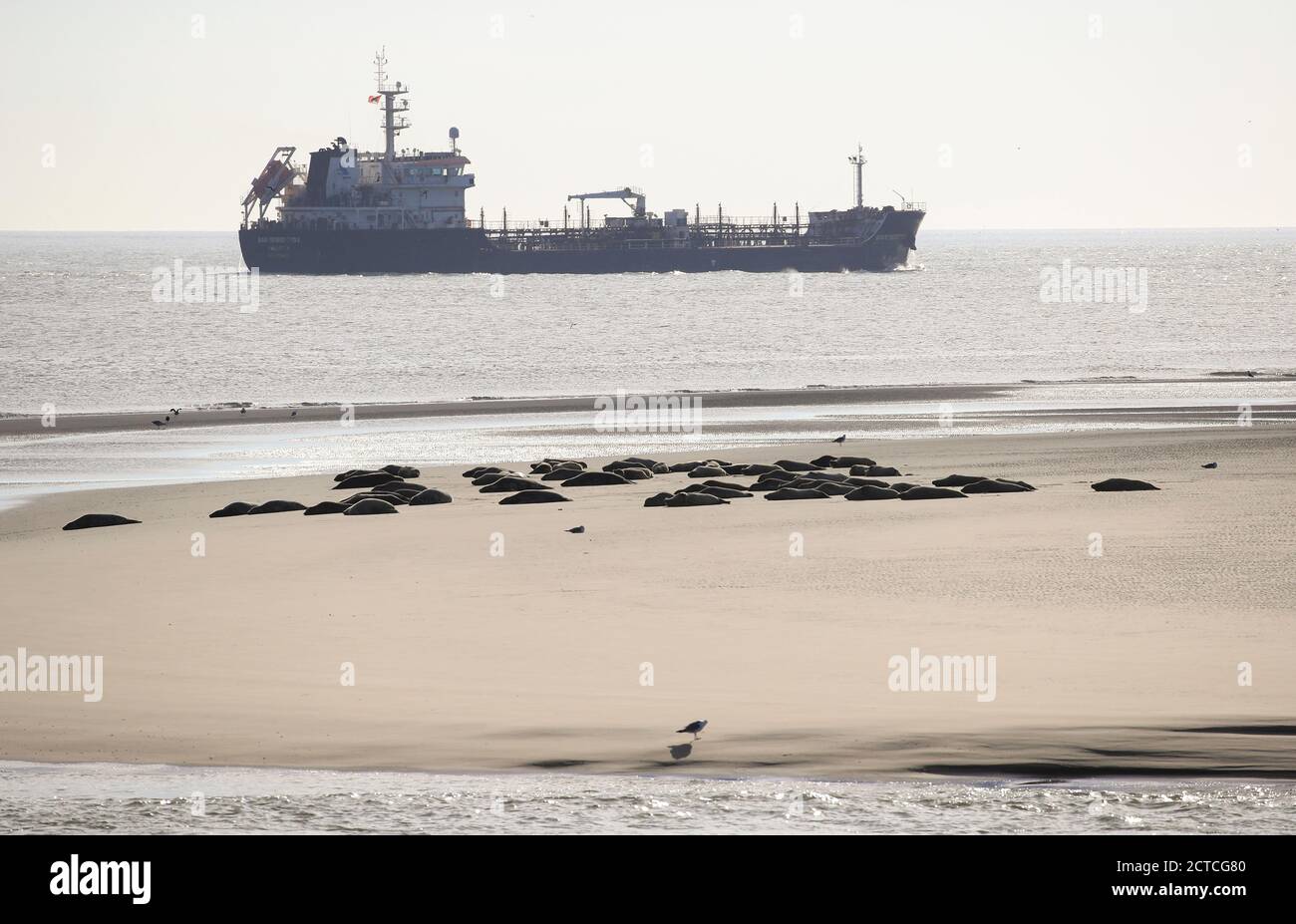 Blick auf Robben auf der Sandbank mit einem Schiff am Horizont, Borkum-Insel, Friesland, Niedersachsen, Deutschland, Europa. Stockfoto