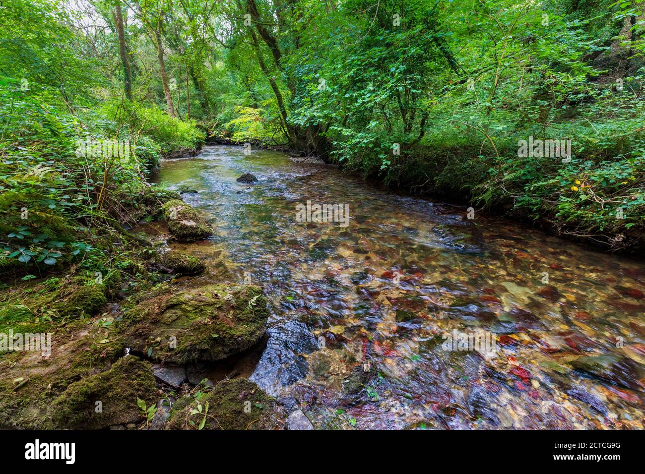 Das klare Wasser des West Looe River nahe der Sowden's Bridge in Cornwall, England Stockfoto