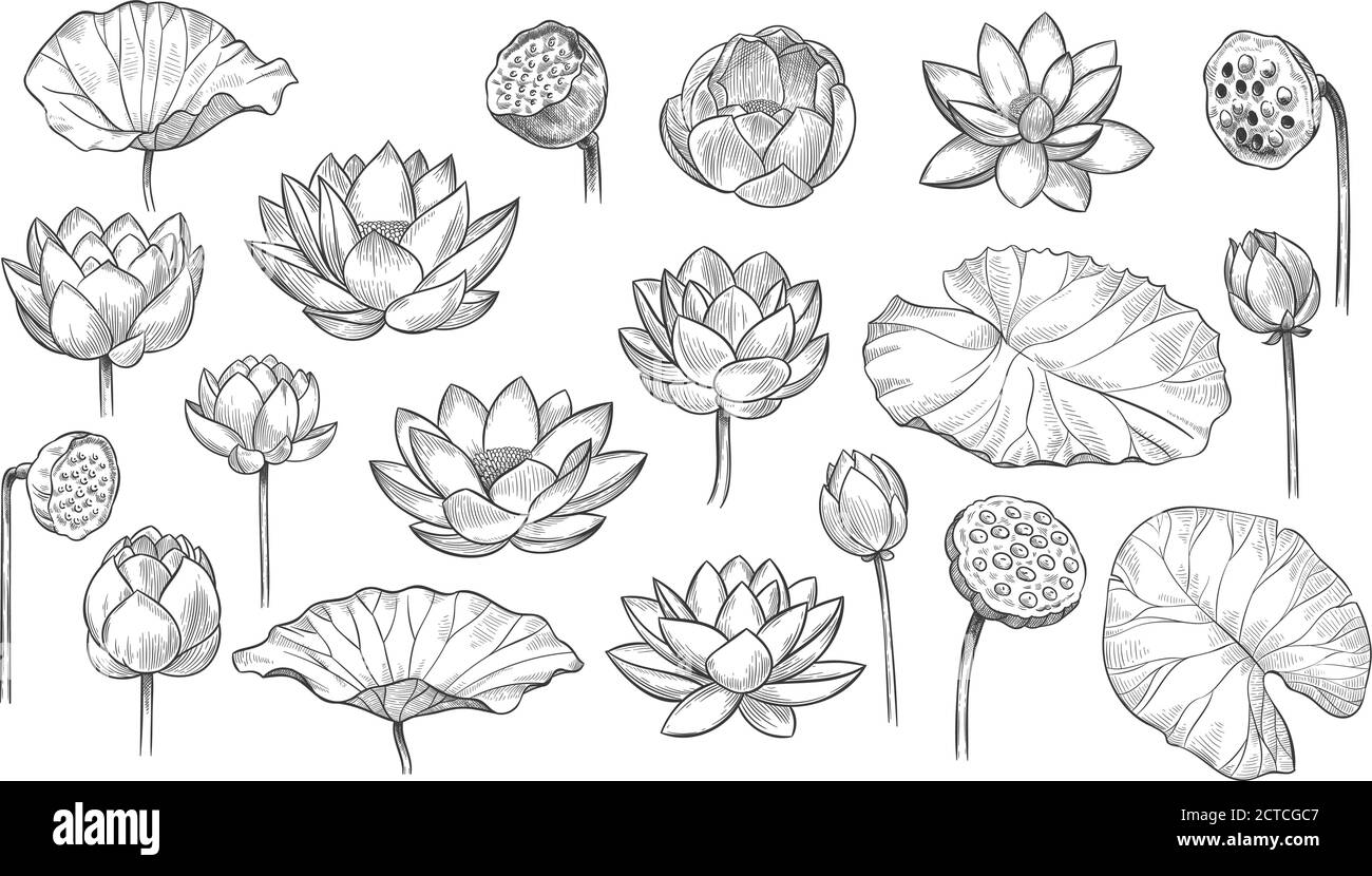 Lotus. Skizze florale Zusammensetzung Lotusblumen und Blätter, magische Blume Leben Symbol, schwarze Umrisse botanische Pflanze Hand gezeichnet Vektor-Set. Wunderschönes BL Stock Vektor