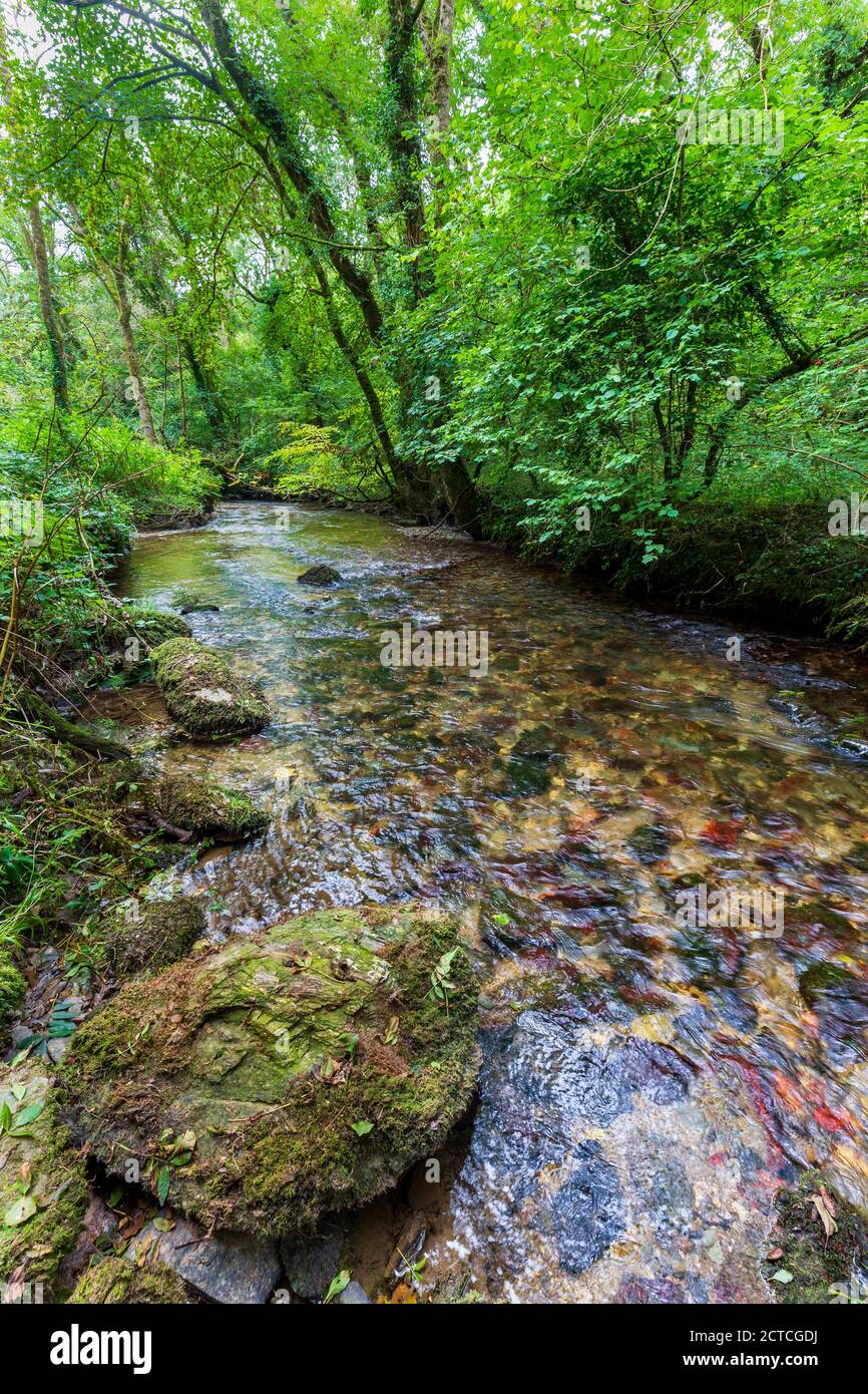 Das klare Wasser des West Looe River nahe der Sowden's Bridge in Cornwall, England Stockfoto