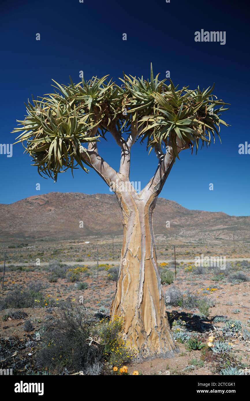 Köcherbaum oder Kokerboom in Südafrika Stockfoto