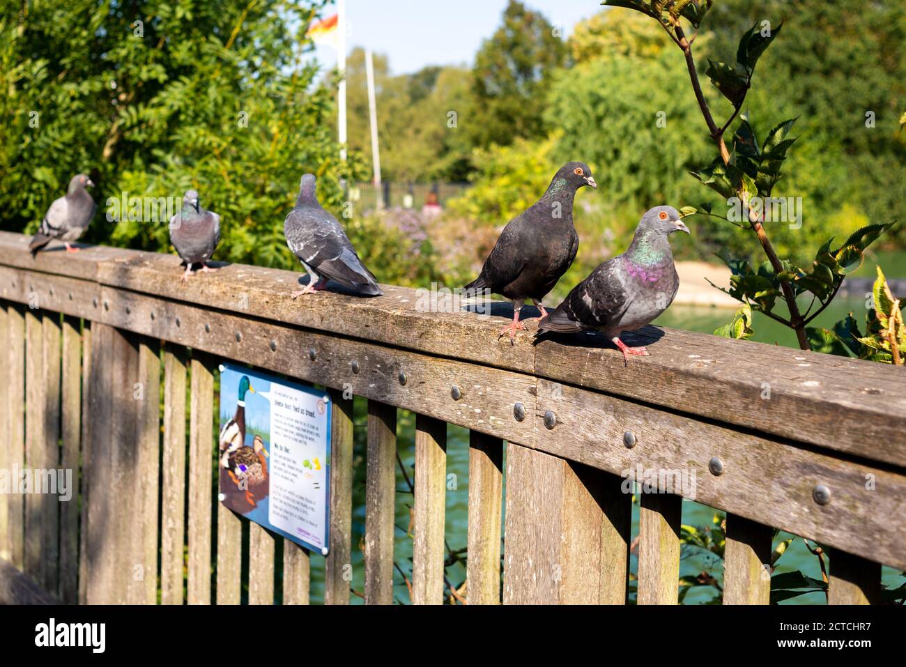 Haustauben sitzen auf einem Zaun South Norwood Lake Country Park, London Stockfoto