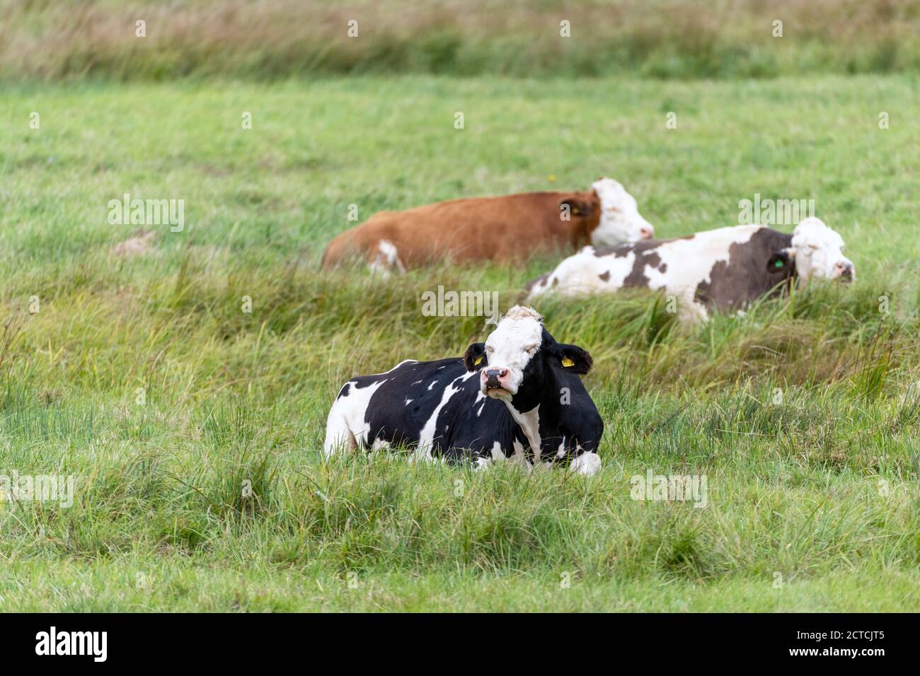 Rinder ruhen in Feuchtgebiet Wiese Stockfoto
