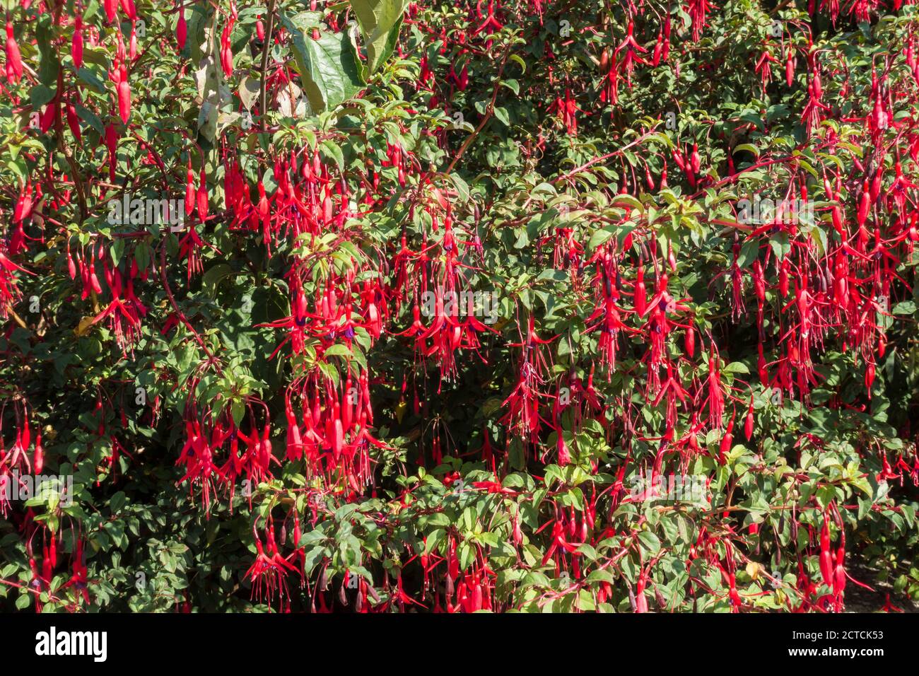 Fuchsia Busch mit roten hängenden Blüten Stockfoto