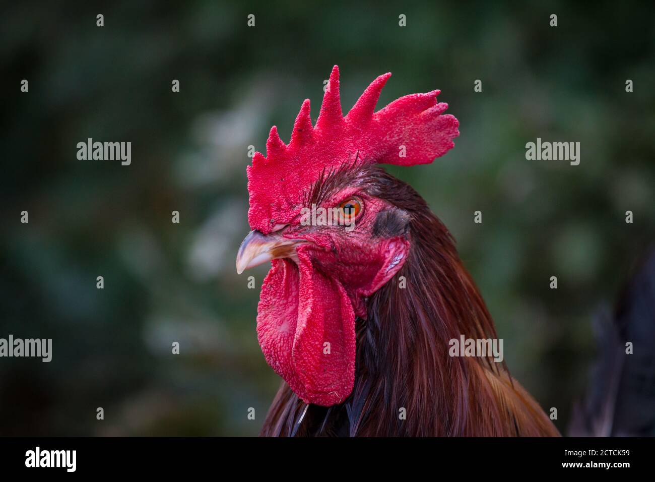 Porträt eines Dorking Hahns, einer alten Hühnerrasse aus England Stockfoto