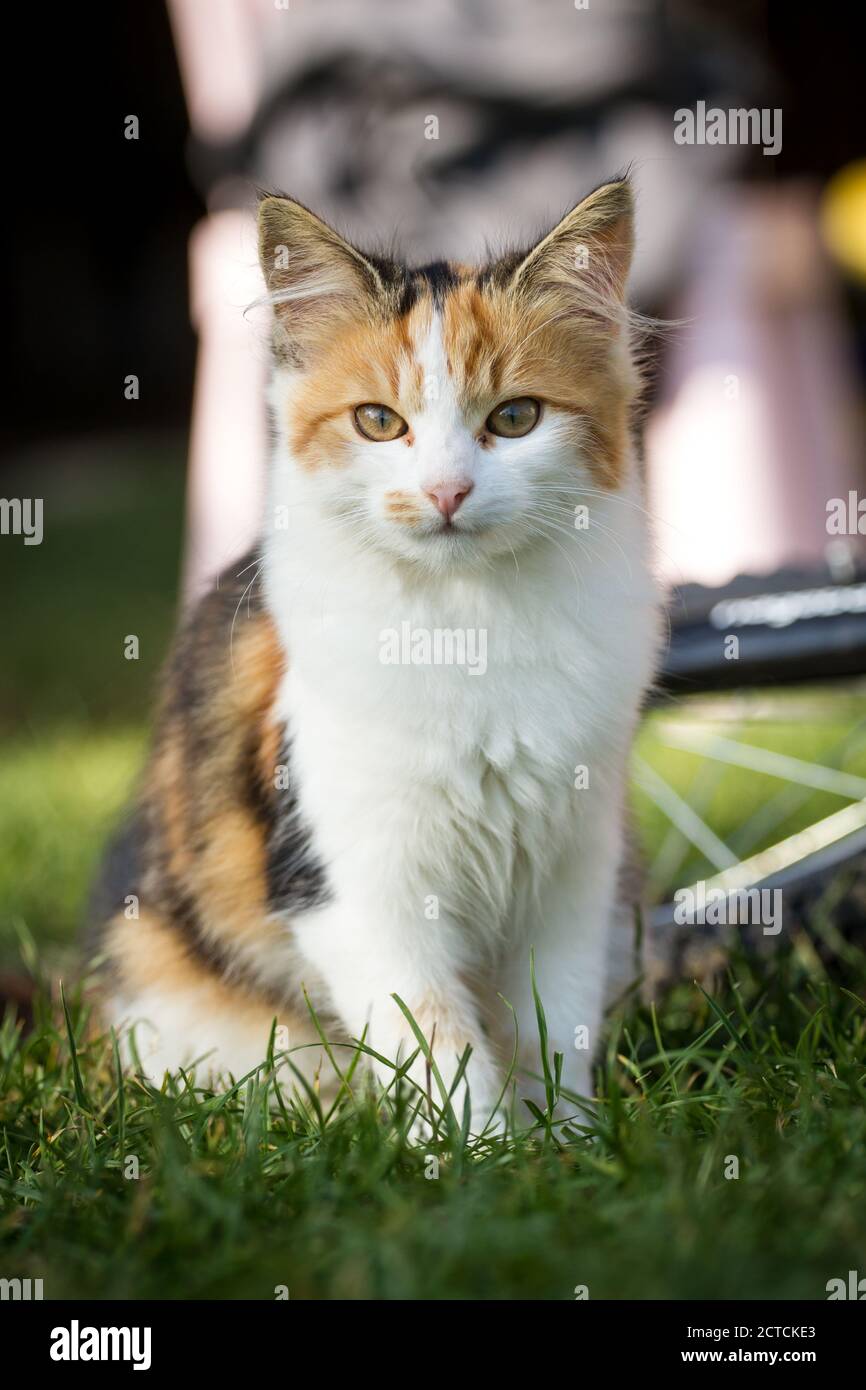Tricolor junge Katze sitzend Stockfoto