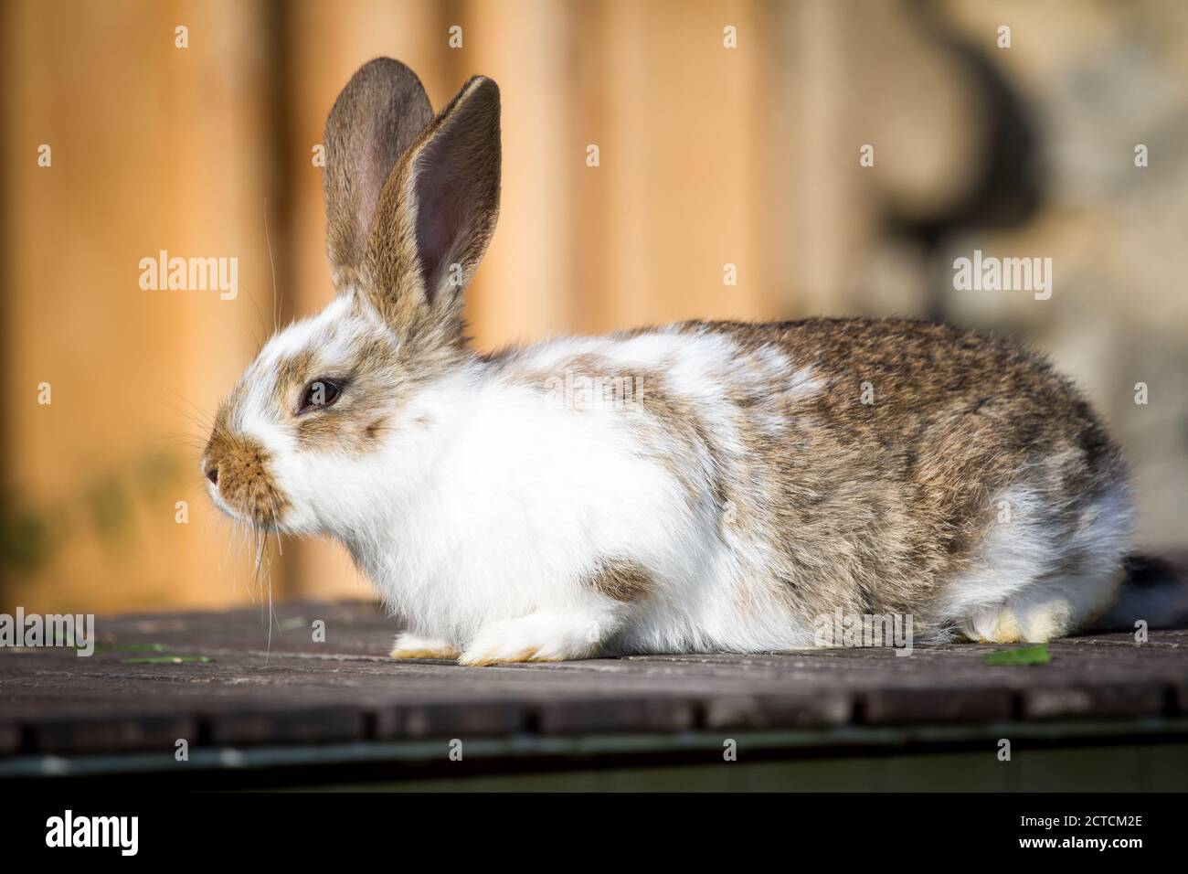 Porträt eines jungen Kaninchens Stockfoto