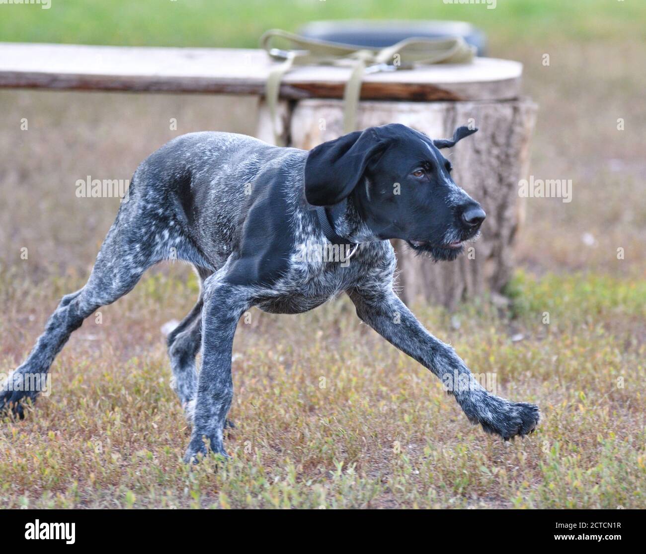 Deutscher Drahthaarzeiger oder Drahthaar (Deutsch Drahthaar, Deutscher Drahthaariger Vorstehhund) auf dem Spaziergang Stockfoto