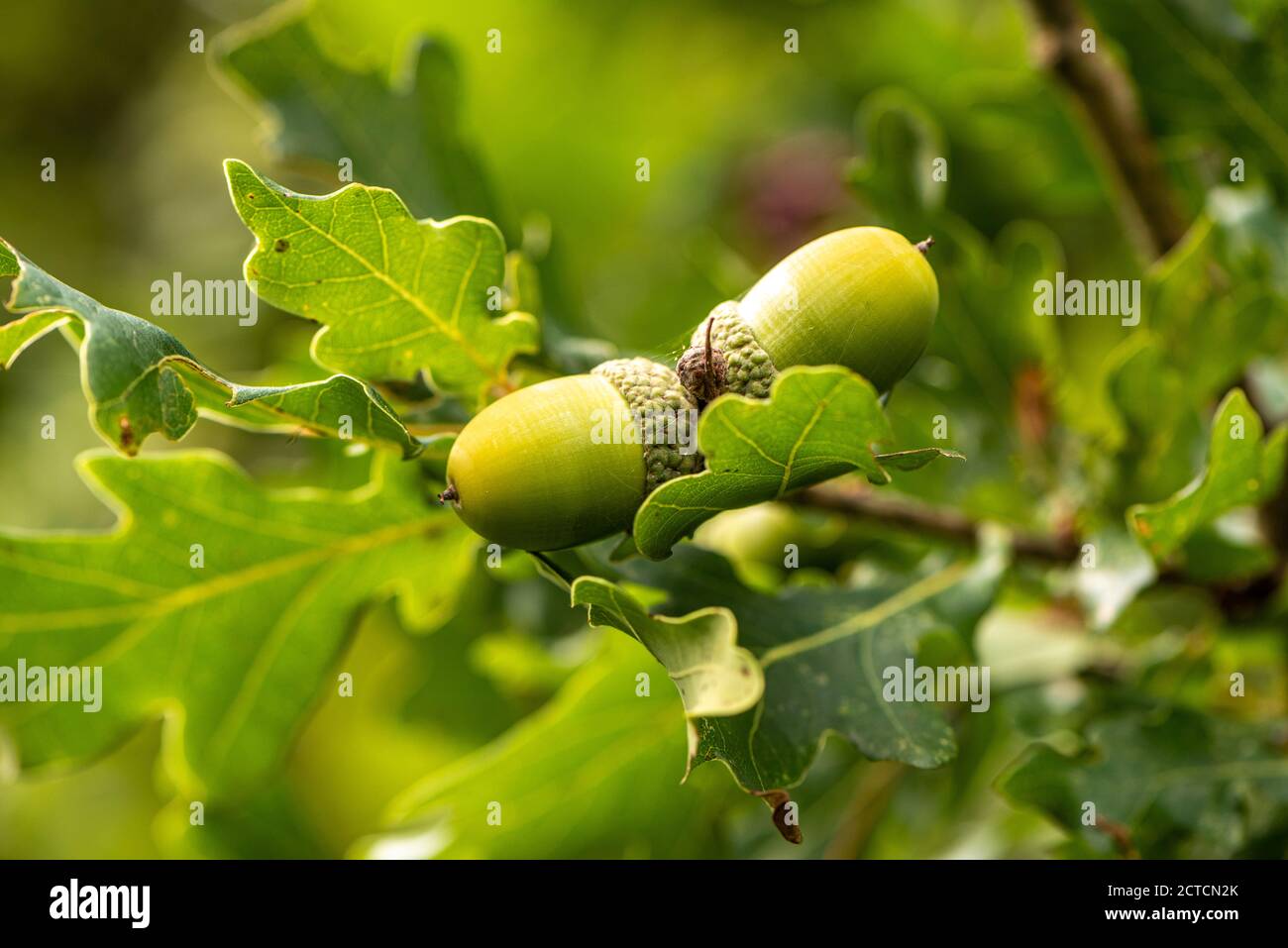 Ein Paar Herbstakornen, Hampshire, Großbritannien Stockfoto