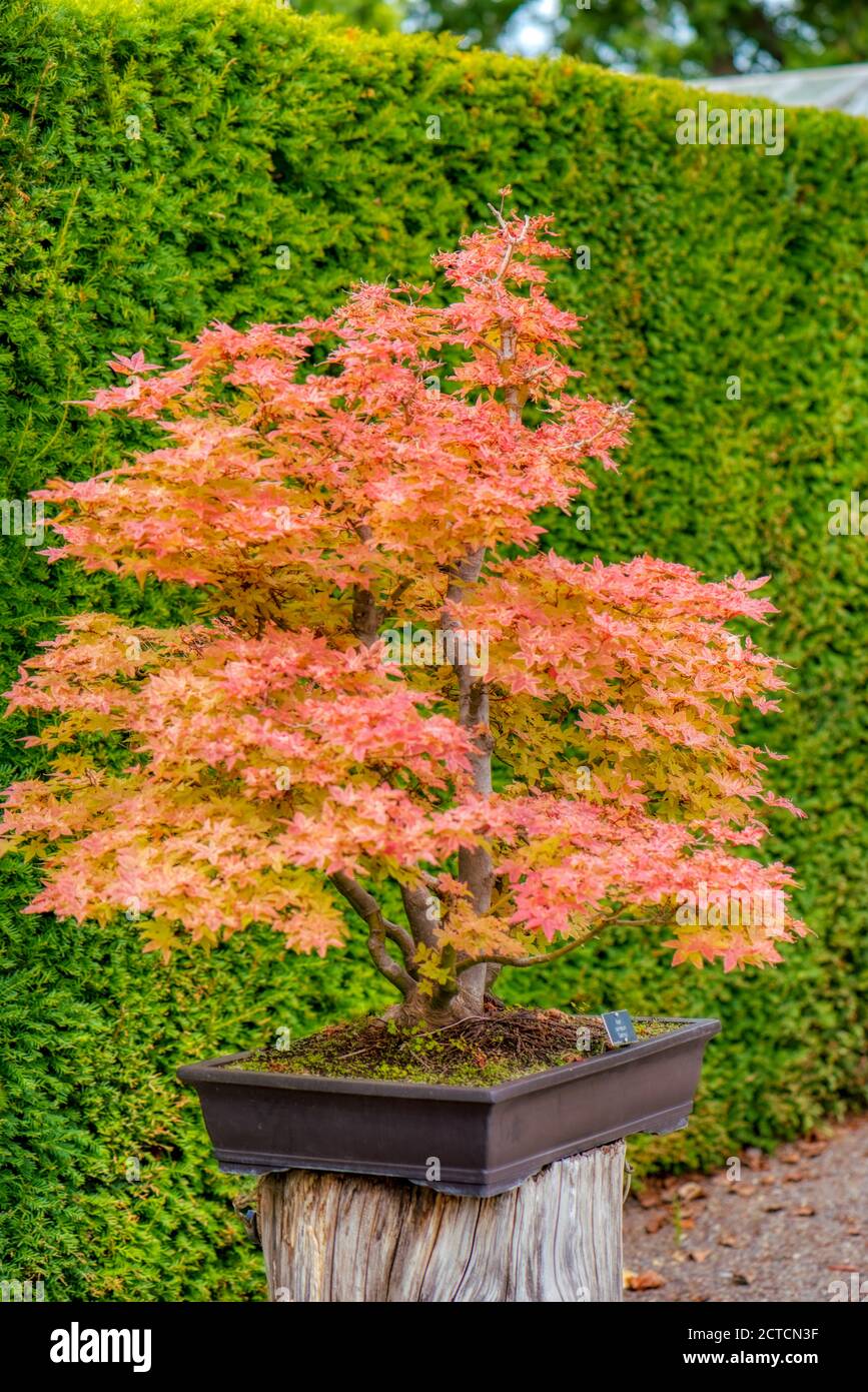 Bonsai acer baum -Fotos und -Bildmaterial in hoher Auflsung  Alamy